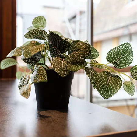 Apartment Les Cigognes By Interhome شقة